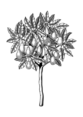 Decorative avocado tree with leaves, branches and fruit illustration. Exotic garden plant drawing in engraved style. Botanical sketch isolated on white background